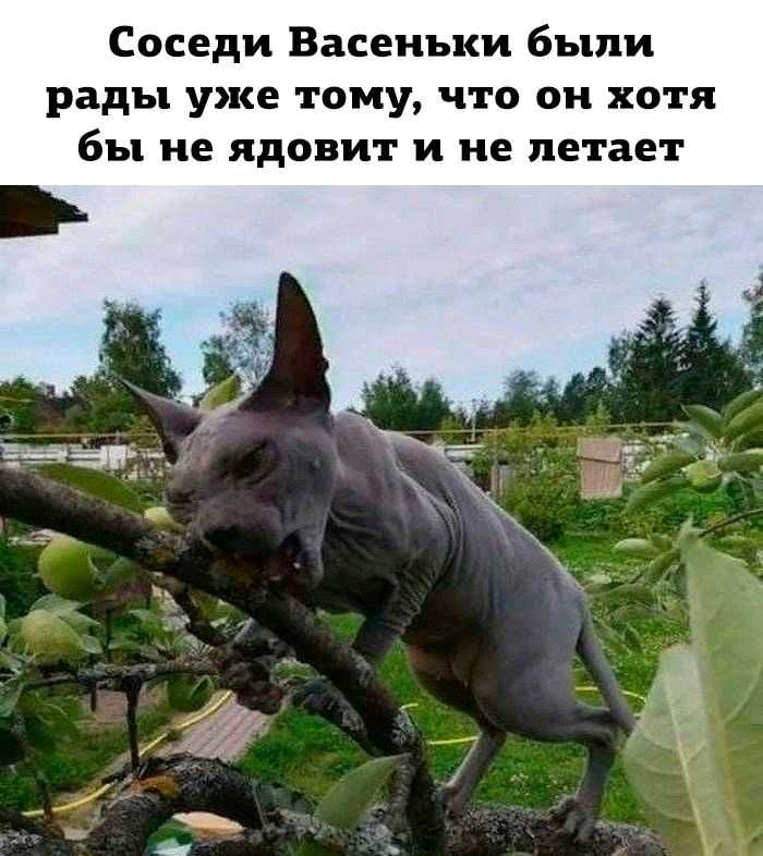 Соседи Васенъки были рады уже тому что он хотя бы не ядовит и не летает