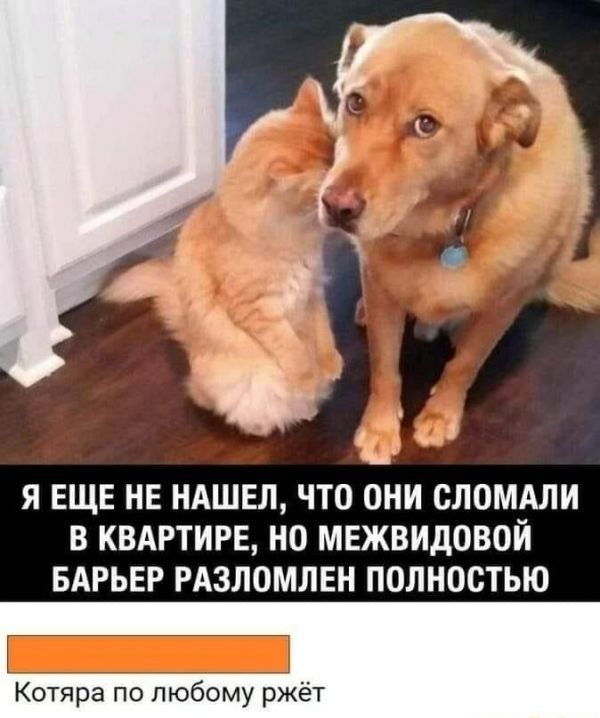 _ м д А Я ЕЩЕ НЕ НАШЕЛ ЧТО ОНИ СЛОМАЛИ В КВАРТИРЕ НО МЕЖВИДОВОЙ БАРЬЕР РАЗЛОМЛЕН ПОЛНОСТЬЮ отяра по любому ржёт