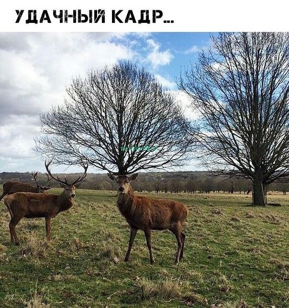 Р П А К И УДАЧНЫ