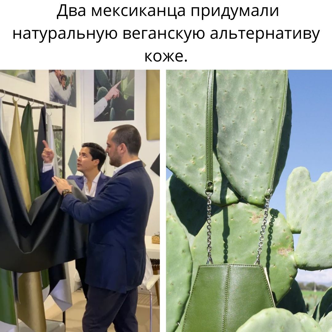 Два мексиканца придумали натуральную веганскую альтернативу коже