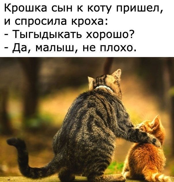 Крошка сын к коту пришел и спросила кроха Тыгыдыкать хорошо Да малыш не плохо