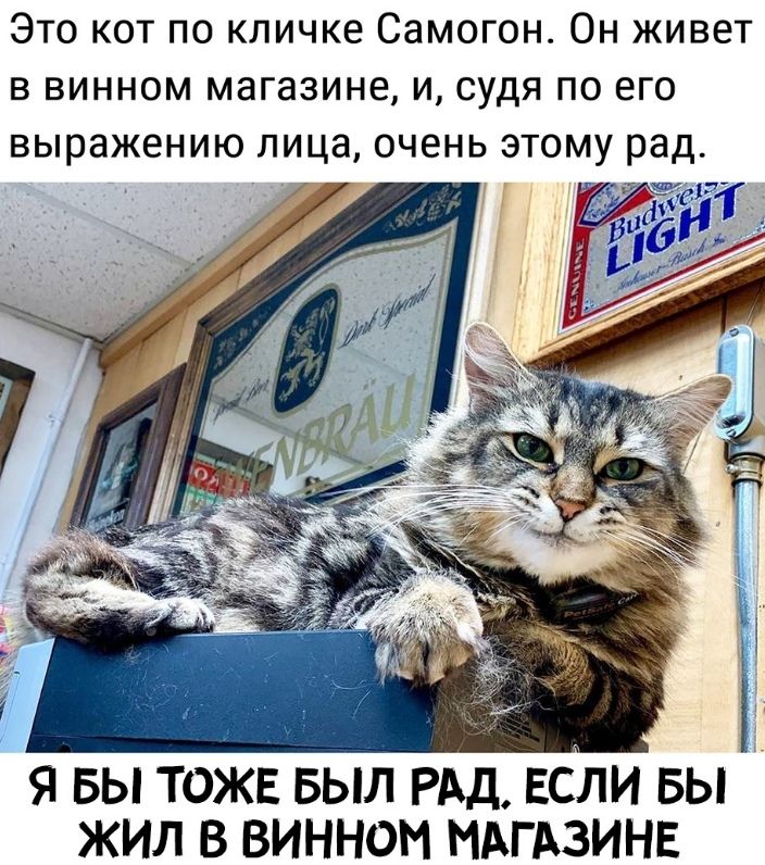 Это кот по кличке Самогон Он живет в винном магазине и судя по его выражению лица очень этому рад 151 9 вы тожв выл РАД ЕСЛИ вы жил в винном МАГАЗИНЕ