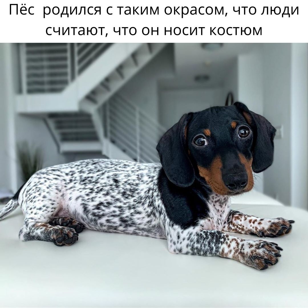 Пёс родился с таким окрасом что люди считают что он носит костюм