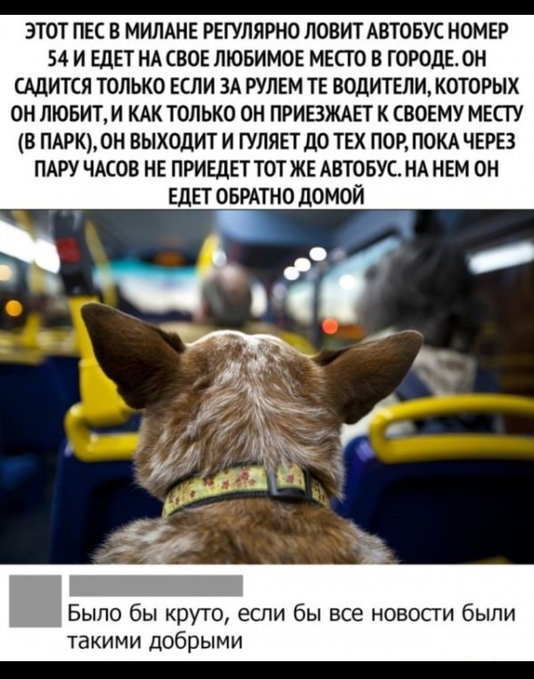 ЭТОТ ПЕС В МИЛАНЕ РЕГУЛЯРНО ЛОВИТ АВТОБУС НОМЕР 54 И ЕДЕТ НА СВОЕ ЛЮБИМОЕ МЕСТ 0 В ГОРОДЕОН САДИТСЯ ТОЛЬКО ЕСЛИ ЗА РУЛЕМ ТЕ ВОДИТЕЛИ КОТОРЫХ ОН ЛЮБИТ И КАК ТОЛЬКО ОН ПРИЕЗЖАЕТ К СВОЕМУ МЕСТУ В ПАРК ОН ВЫХОДИТ И ГУЛЯЕТ д0 ТЕХ ПОР ПОКА ЧЕРЕЗ ПАРУ ЧАСОВ НЕ ПРИЕДЕТ ТОТ ЖЕ АВТОБУС НА НЕМ ОН ЕДЕТ ОБРАТНО ДОМОЙ Было бы круто если бы все новости были такими добрыми