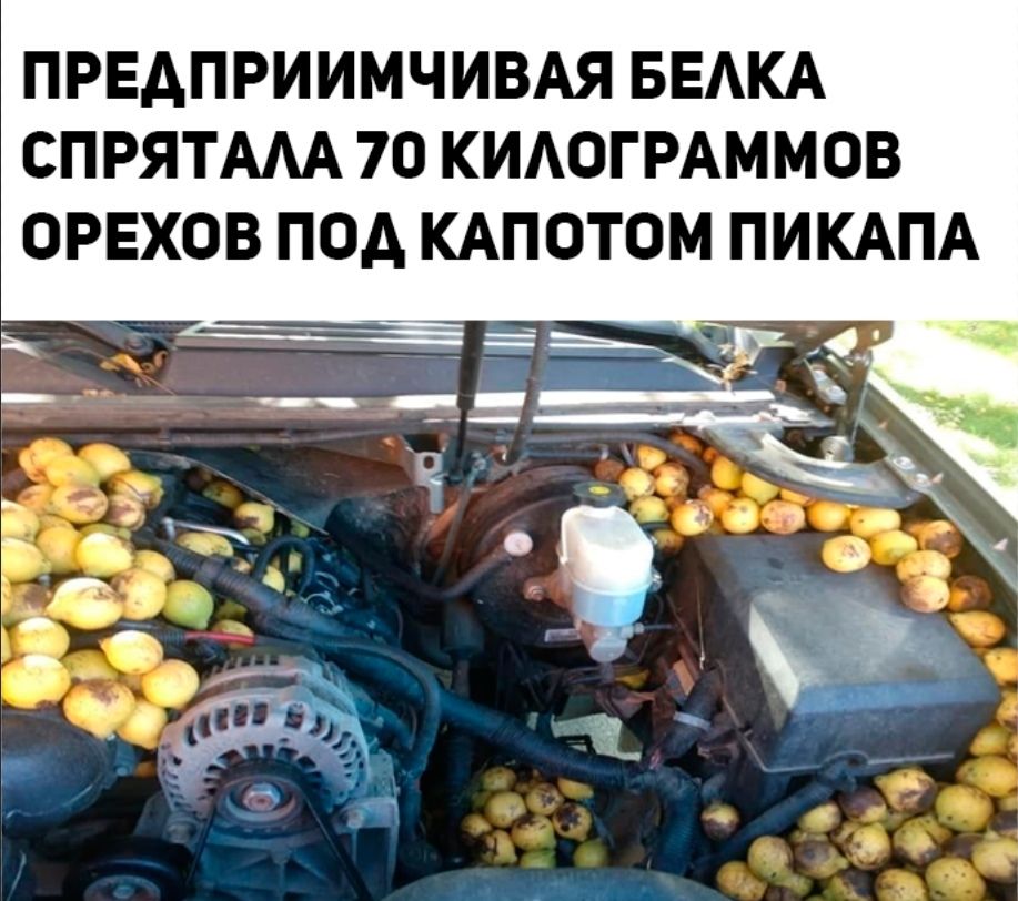 ПРЕДПРИИМЧИВАЯ БЕАКА СПРЯТААА 70 КИАОГРАММОВ ОРЕХОВ ПОА КАПОТОМ ПИКАПА _ тж _ _ __яяоід і о Р_ Ъ 5 д _ _ 0 _ _ ч _ А _ _ д