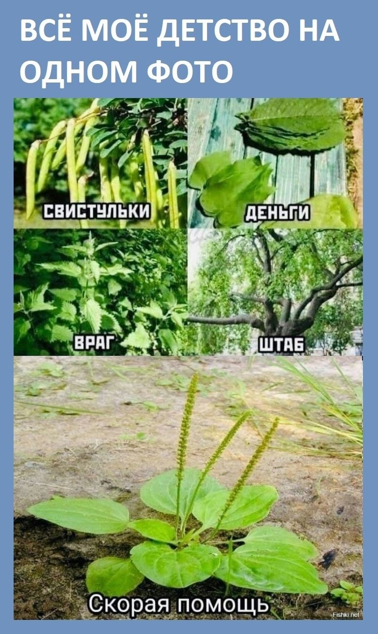 Орая,помощь: .