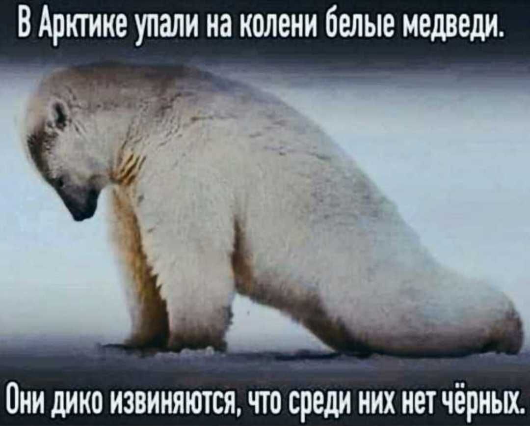 В Арктике упали на колени белые медведи ОНИ дИКО ИЗВИНЯЮТСЯ ЧТО среди НИХ НЕТ чёрных