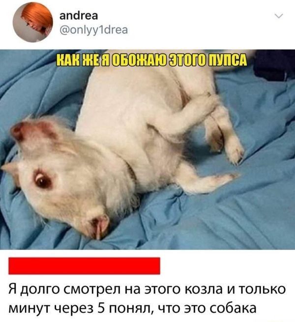 апагеа опіууШгеа Я долго смотрел на этого козла и только минут через 5 понял что это собака