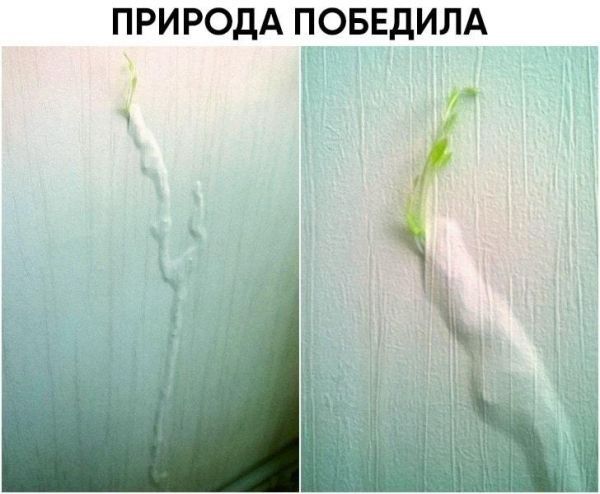 ПРИРОДА ПОБЕДИЛА