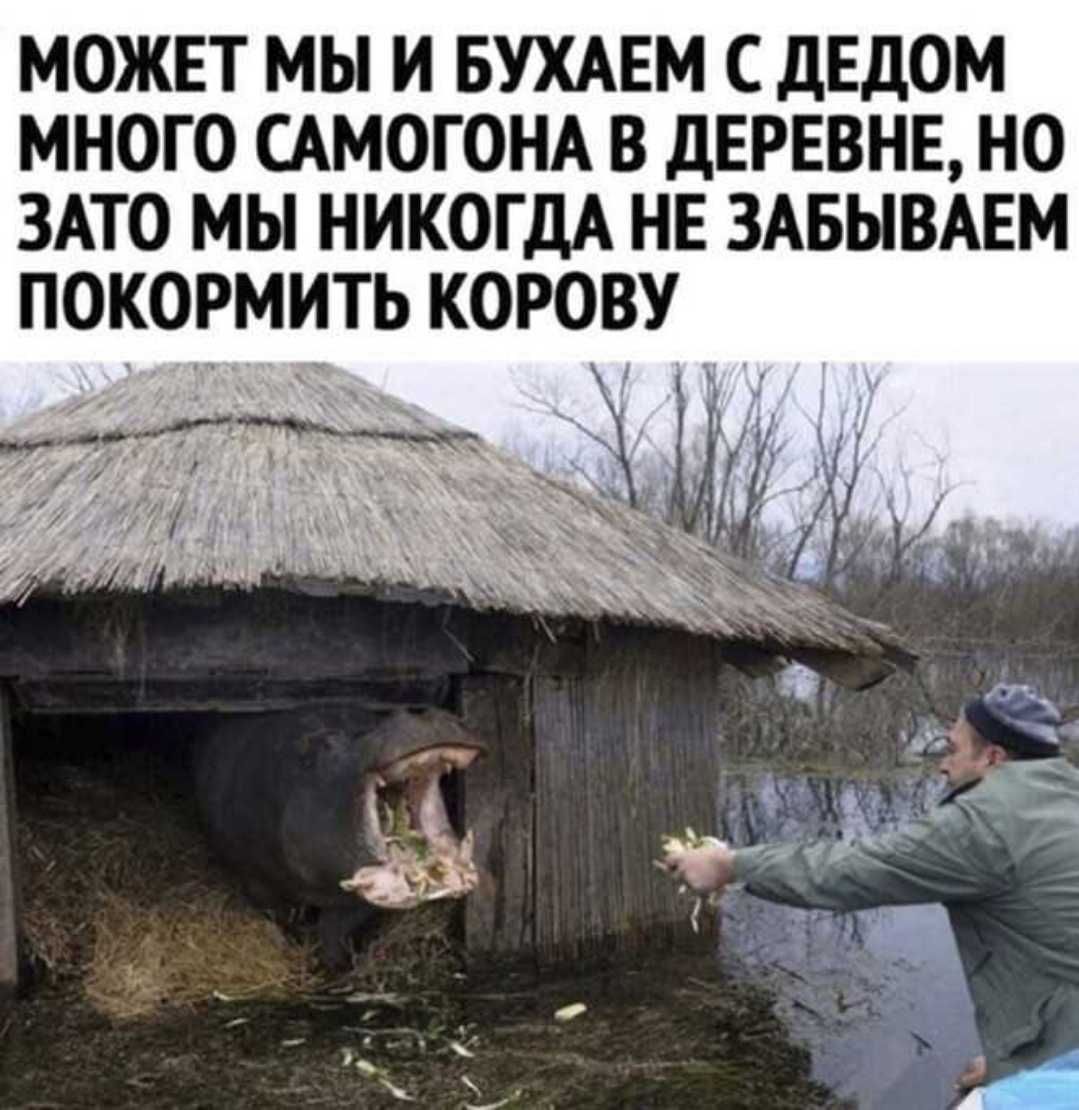 МОЖЕТ МЫ И БУХАЕМ С ДЕДОМ МНОГО САМОГОНА В ДЕРЕВНЕ НО ЗАТО МЫ НИКОГДА НЕ ЗАБЫВАЕМ ПОКОРМИТЬ КОРОВУ