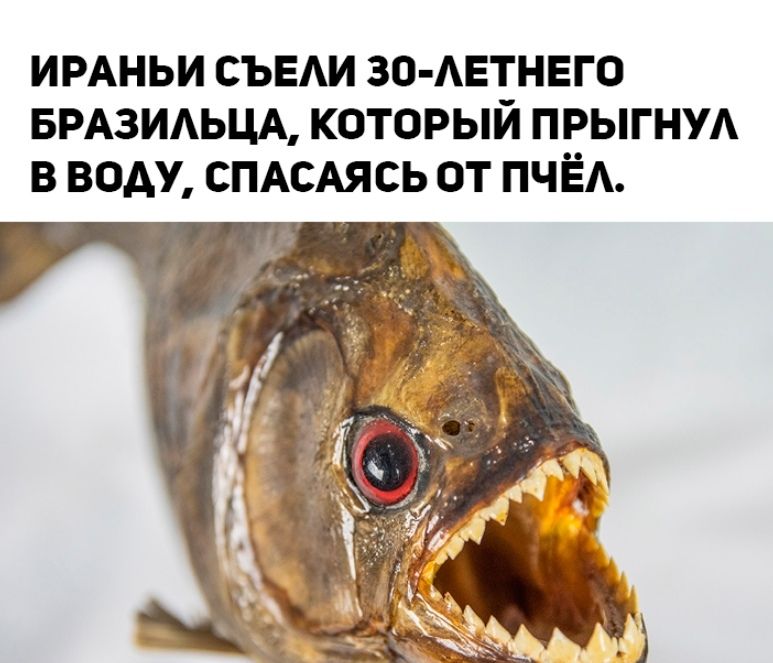 ИРАНЬИ СЪЕАИ ЗО АЕТ_НЕГО БРАЗИАЬЦА КОТОРЫИ ПРЫГНУА В ВОАУ СПАСАЯСЬ ОТ ПЧЁА