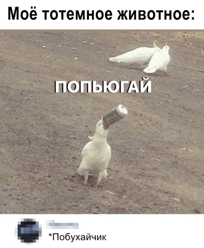 Моё тотемное животное ПОПЬЮГАЙ _ 3 Побухайчик