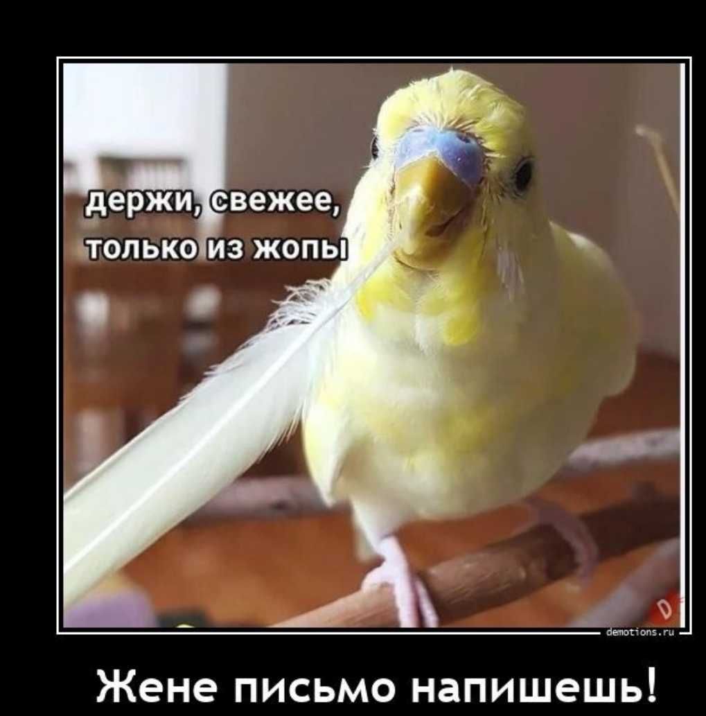 наш _ оп5 Жене ПИСЬМО НЗПИШЭШЬ