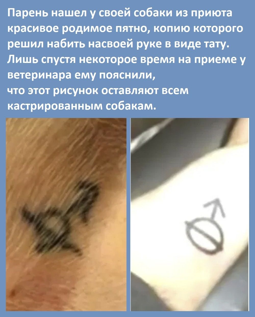 Парень нашел у своей собаки из приюта красивое родимое пятно копию которого решил набить насвоей руке в виде тату Лишь спустя некоторое время на приеме у ветеринара ему пояснили что этот рисунок оставляют всем кастрированным собакам