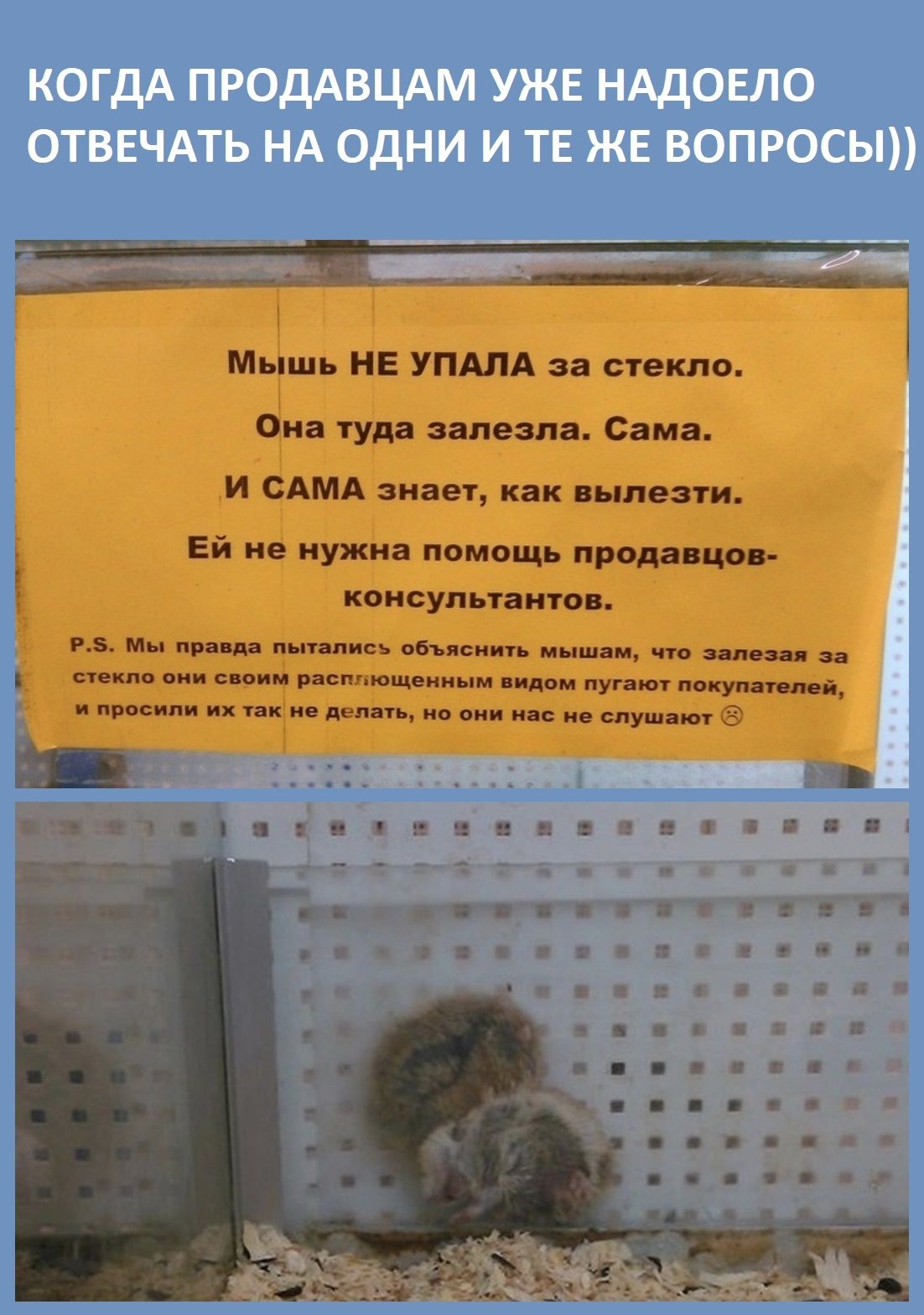 Мышь НЕ УПАЛА за стекло Она туда залезла Сама И САМА знает как вылезти _ Ей не нужна помощь продавцов консультантов РЗ Мы правда пытались объяснить мышам что залезая за стекло они своим расппющеиным видом пугают пекут питей и просили их так не делать но они нас не слушают _ __