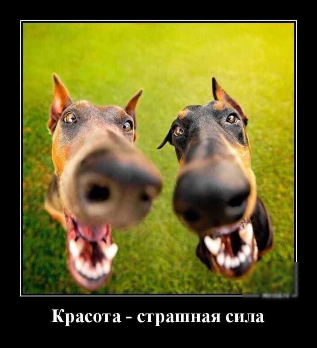 Красота страшная сила