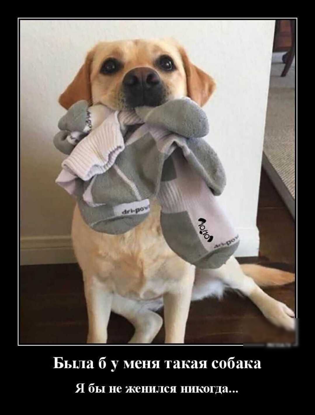 Была б у меня такая собака Я бы не женился никогда