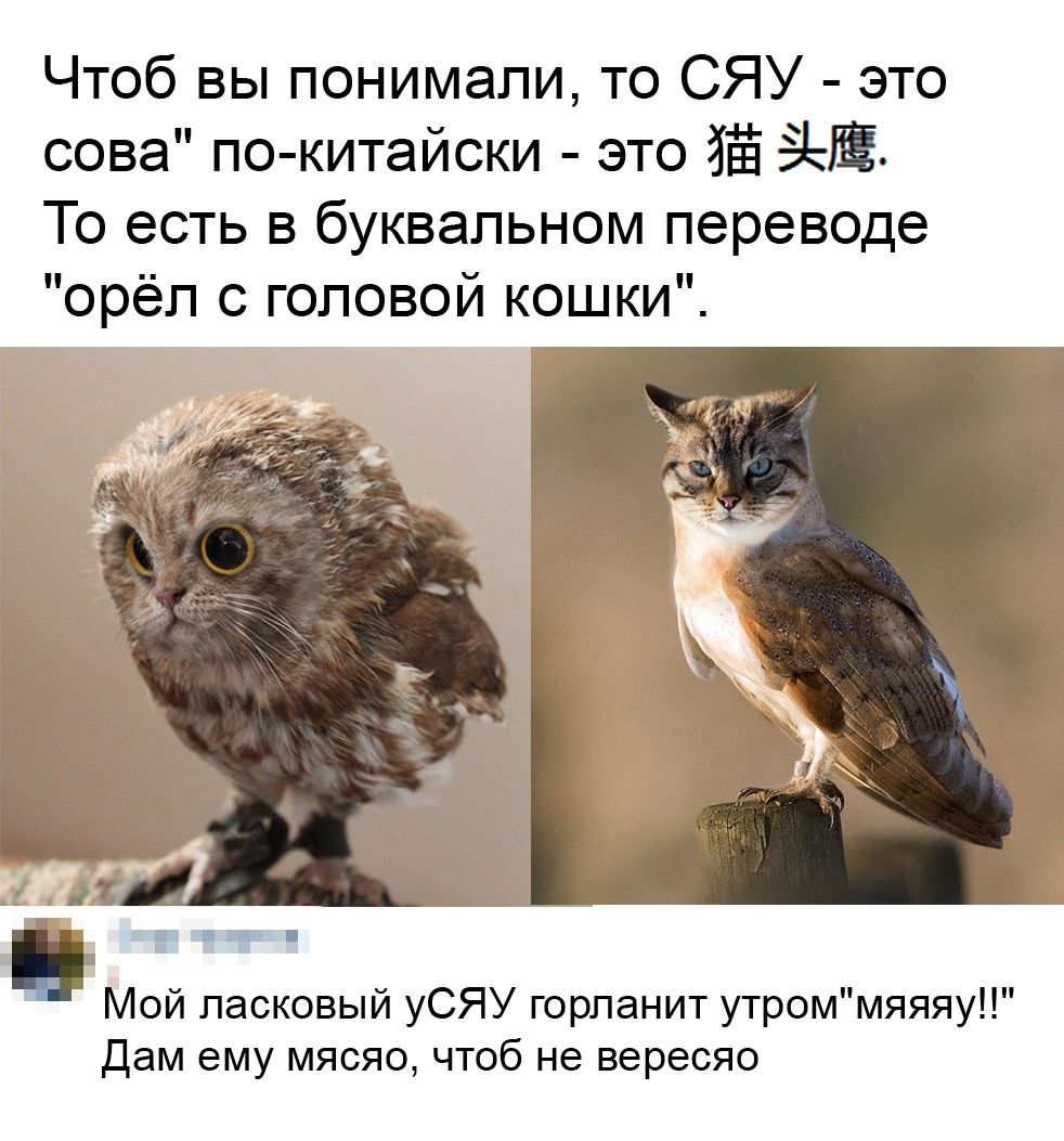 Чтоб вы понимали то СЯУ это сова по китайски это ёё То есть в буквальном переводе орёл с головой кошки ___ пгт г Мой ласковый уСЯУ горланит утроммяяяу Дам ему мясяо чтоб не вересяо