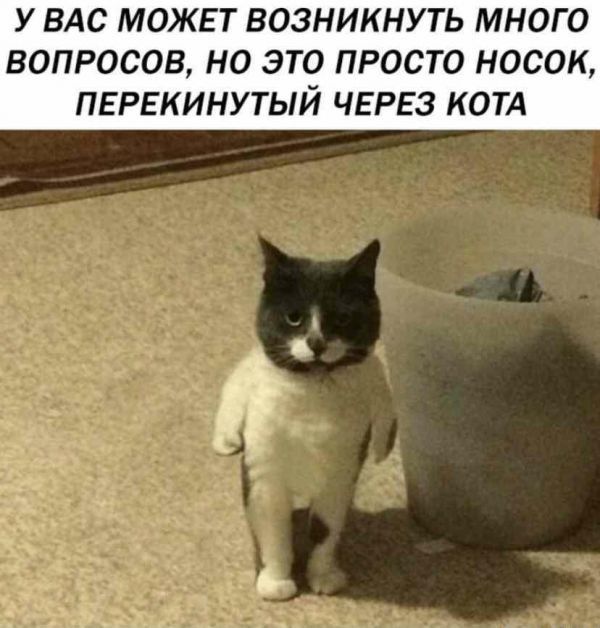 У ВАс МОЖЕТ возникнуть много вопросов но это просто носок ПЕРЕкинутый ЧЕРЕЗ КОТА