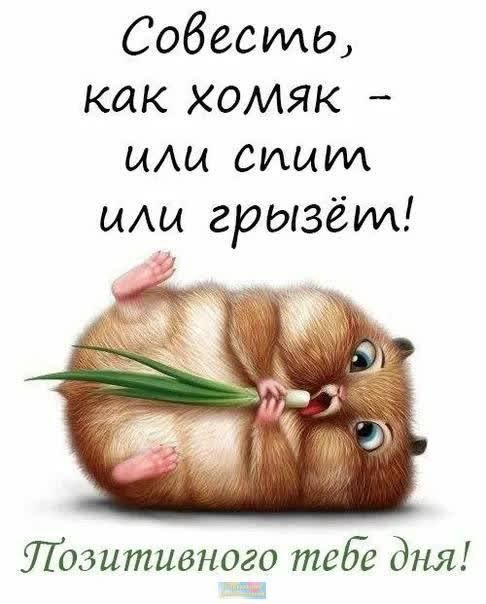 Совести как хомяк иш спит иАы грызёт Позитивного теЫг дня