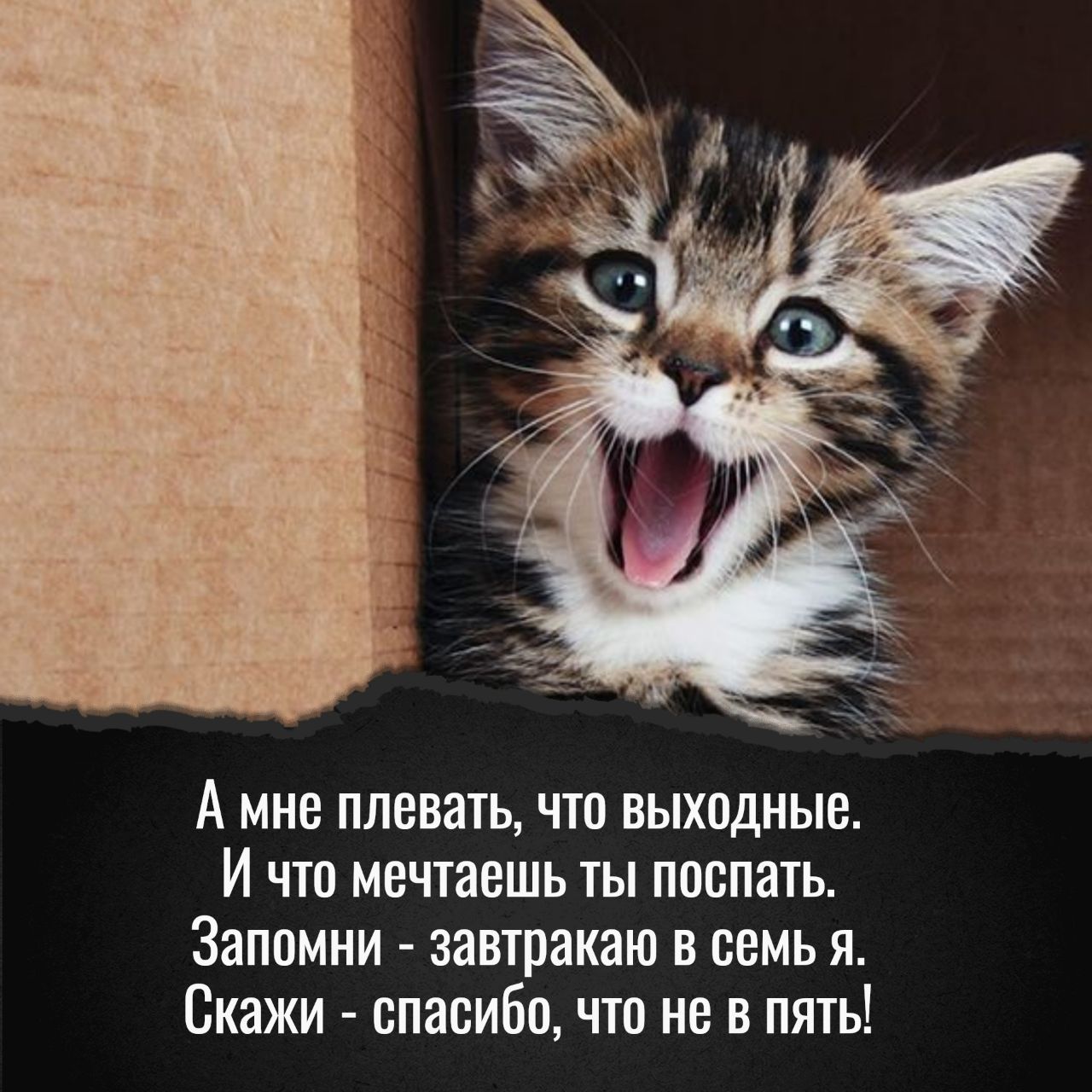 А мне плевать что выходные И по ме паешь ты поспать Запомни эзшракаю в семь я Скажи спасибо что не в пять