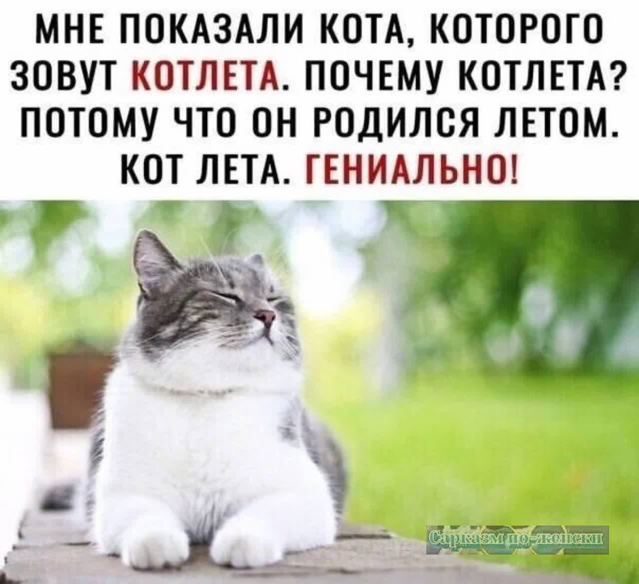 МНЕ ПОКАЗАЛИ КОТА КОТОРОГО ЗОВУТ КОТЛЕТА ПОЧЕМУ КОТЛЕТА ПОТОМУ ЧТО ОН РОДИЛОЯ ЛЕТОМ КОТ ЛЕТА ГЕНИАЛЬНО 5