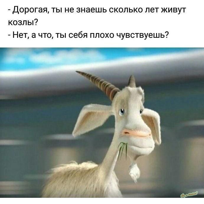 дорогая ты не знаешь сколько лет живут козлы Нет а что ты себя плохо чувс1вуешь