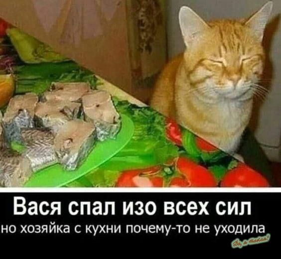 Вася спал изо всех сил но хозяйка с кухни почемуто не уходила