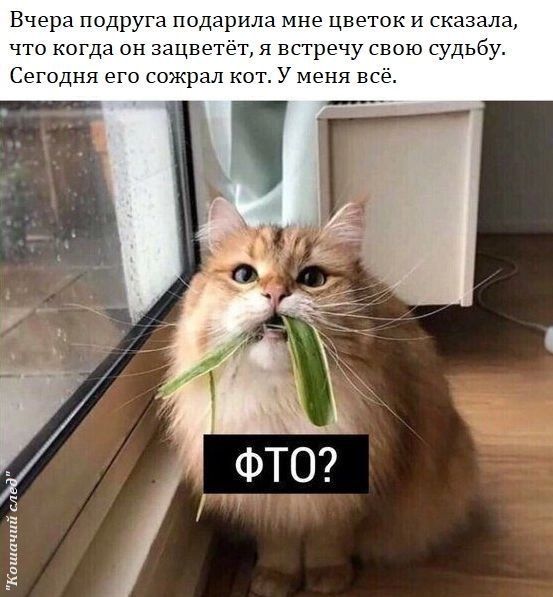 Вчера подруга подарила мне цветок и сказан что когда он зацветет я встречу свою судьбу и т у м