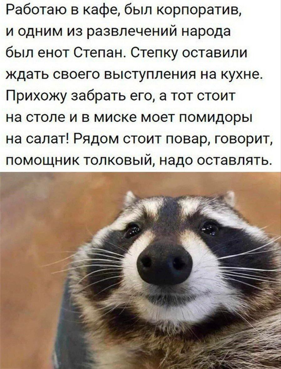 Работаю в кафе был корпоратив И ОДНИМ ИЗ развлечений народа был енот Степан Степку оставили ЖДЭТЬ своего ВЫСТУПЛеНИЯ на кухне Прихожу забрать его а тот стоит на СТОЛЕ И В миске моет ПОМИДОрЫ на салат Рядом стоит повар говорит помощник толковый надо оставлять