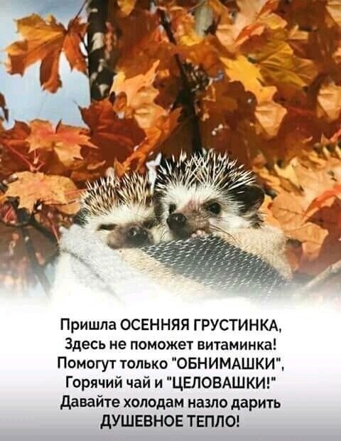 Пришла ОСЕННЯЯ ГРУСТИНКА Здесь не поможет витаминка Помогут только ОБНИМАШКИ Горячий чай и ЦЕПОВАШКИ давайте холодам назло дарить дУШЕБНОЕ ТЕПЛО