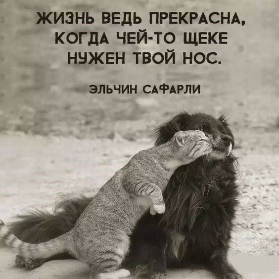 жизНь ведь ПРЕКРАСНА КОГДА чей то ЩЕКЕ ннжвн твой нос ЭЛЬЧИН САФАРЛИ