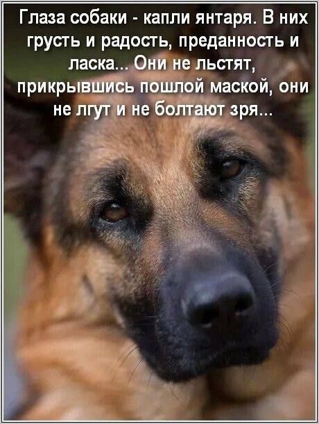 Глаза ообаки капли янтаря В них грусть и радость преданносгь и
