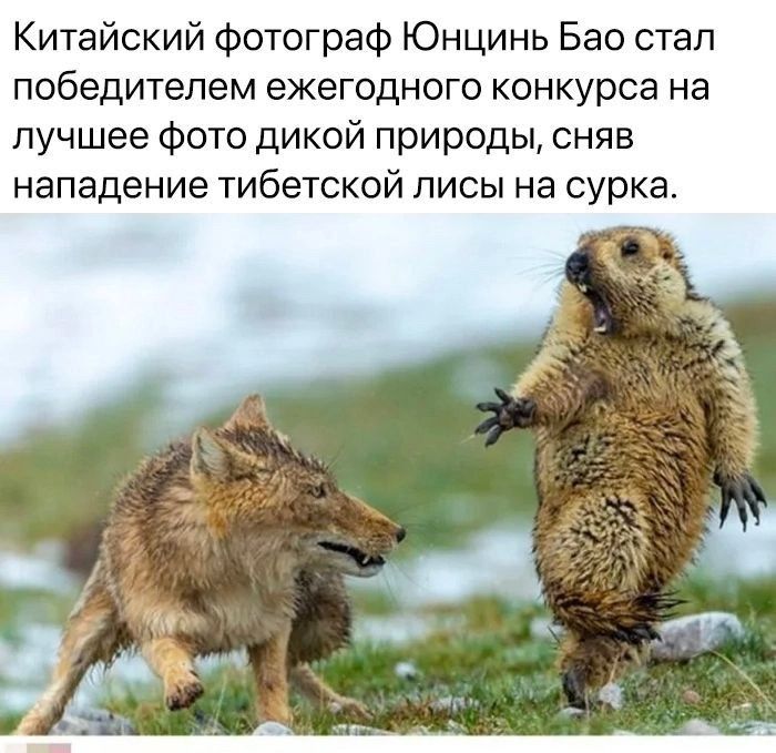 Китайский Фотограф Юнцинь Бао стал победителем ежегодного конкурса на лучшее фото дикой природы сняв нападение тибетской писы на сурка