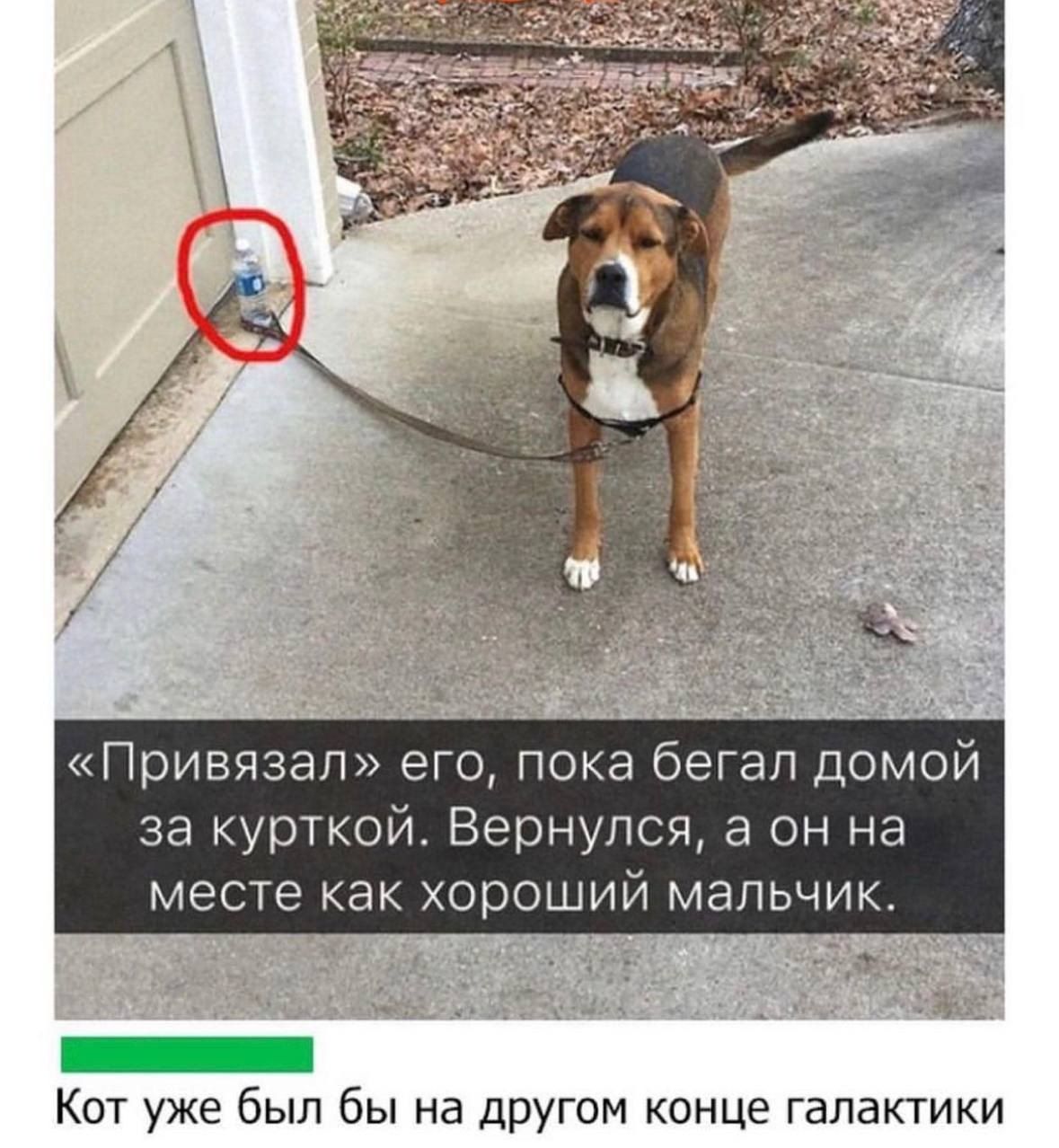 Привязап его пока бегал домой за курткой Вернулся в он на месте как хороший мальчик _ Кот уже был бы на другом конце галактики