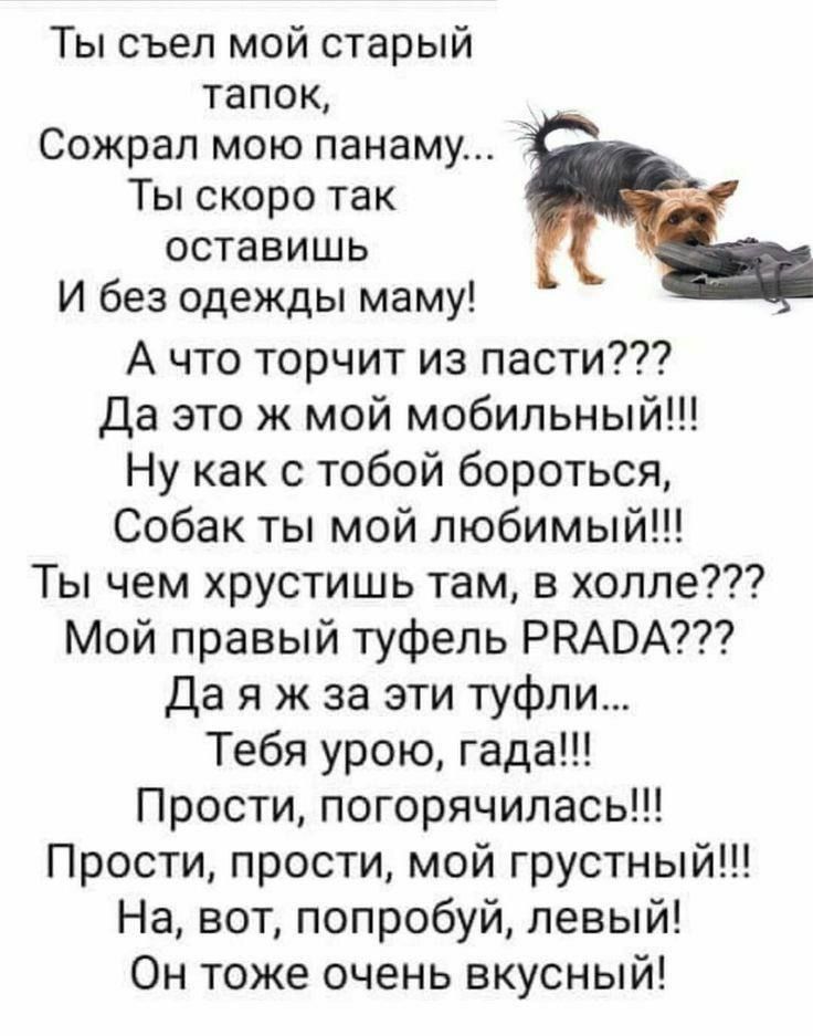 Ты съел мой старый тапок Сожрап мою панаму Ты скоро так ОСТЗВИШЬ И без одежды маму А что торчит из пасти Да это ж мой мобильный Ну как с тобой бороться Собак ты мой любимый Ты чем хрустишь там в холле Мой правый туфель РРАВА Да я ж за эти туфли Тебя урою гада Прости погорячилась Прости прости мой грустный На вот попробуй левый Он тоже очень вкусный