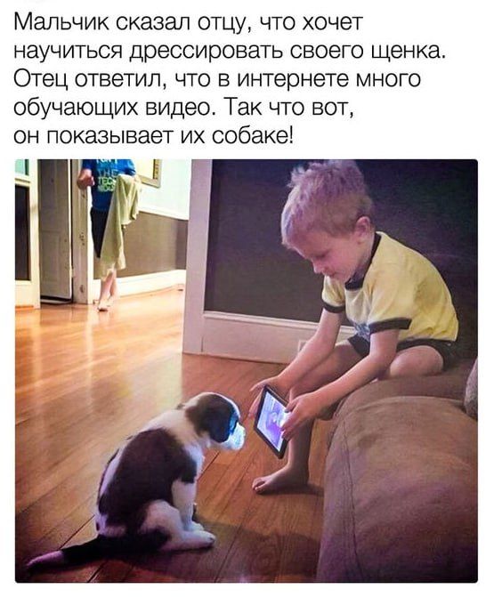 Мальчик сказал отцу что хочет научиться дрессировать своего щенка Отец ответил что в интернете много обучающих видео Так что вот он показывает их собаке 14