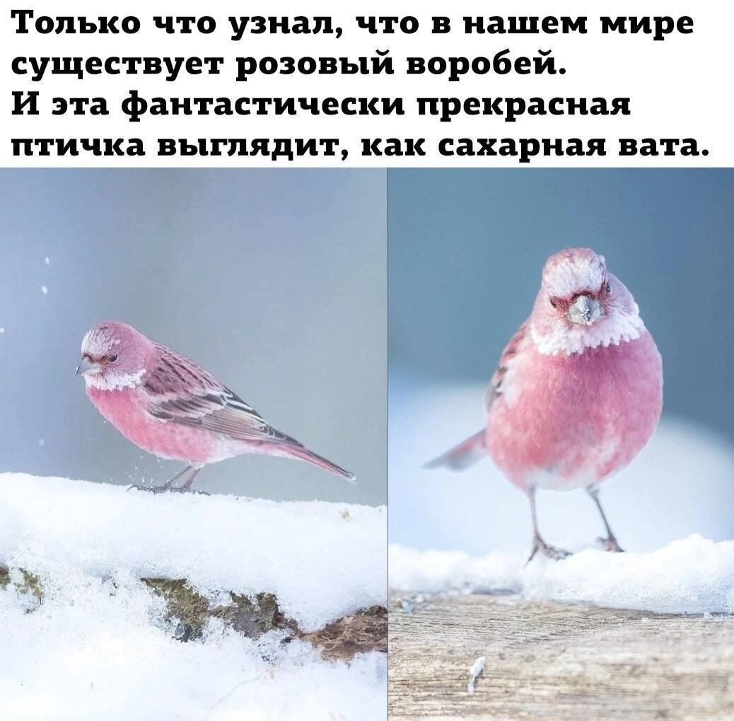 Только что узнал что в нашем мире существует розовый воробей и эта фантастически прекрасная птичка ВЬГПЯДИТ как сахарная вата ч 4