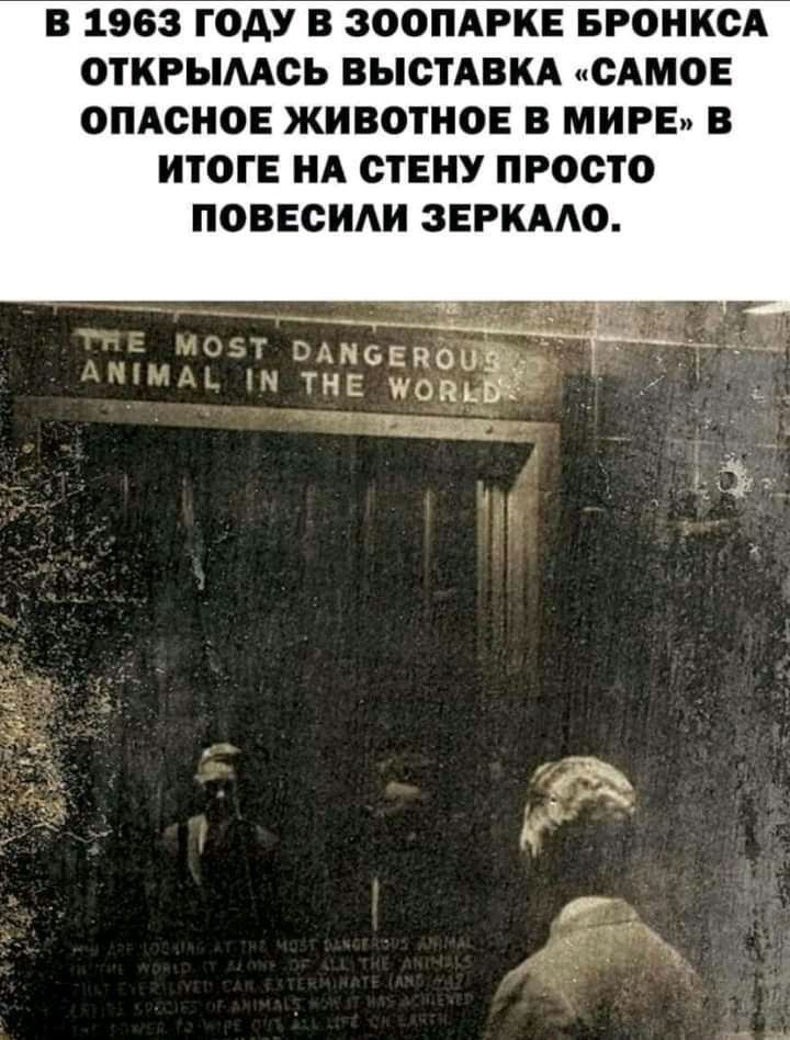 В 1963 ГОДУ В ЗООПАРКЕ БРОНКСА ОТКРЫМОЬ ВЫСТАВКА САМОЕ ОПАСНОЕ ЖИВОТНОЕ В МИРЕ В ИТОГЕ НА СТЕНУ ПРОСТО ПОВЕСИАИ ЗЕРКААО