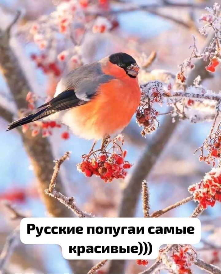 _ Русские попугаи самые красивые