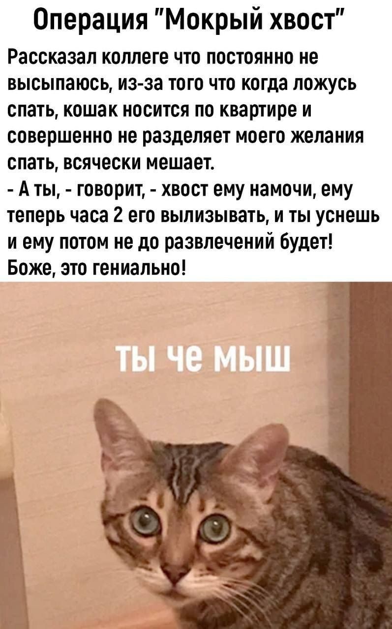 Операция Мокрый хвост Рассказал коллеге что постоянно не высыпаюсь из за того что когда ложусь спать кошак носится по квартире и совершенно не разделяет моего желания СПЗТЬ всячески МЕШЗЕТ А ты говорит хвост ему намочи ему теперь часа 2 его вылизывать и ты уснешь и ему потом не до развлечений будет Боже это гениально
