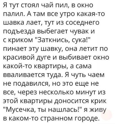 Я тут стоял чай пил в окно папил А там все утро какаято шавка лает тут из соседнего подъезда выбегает чувак и с криком Заткнись сука пинает эту шавку она летит по красивой дуге и выбивает окно какой то квартиры а сама вваливается туда Я чуть чаем не подавился но это еще не все через несколько минут из этой квартиры доносится крик Мусечка ты нашлась я живу в какомто странном городе
