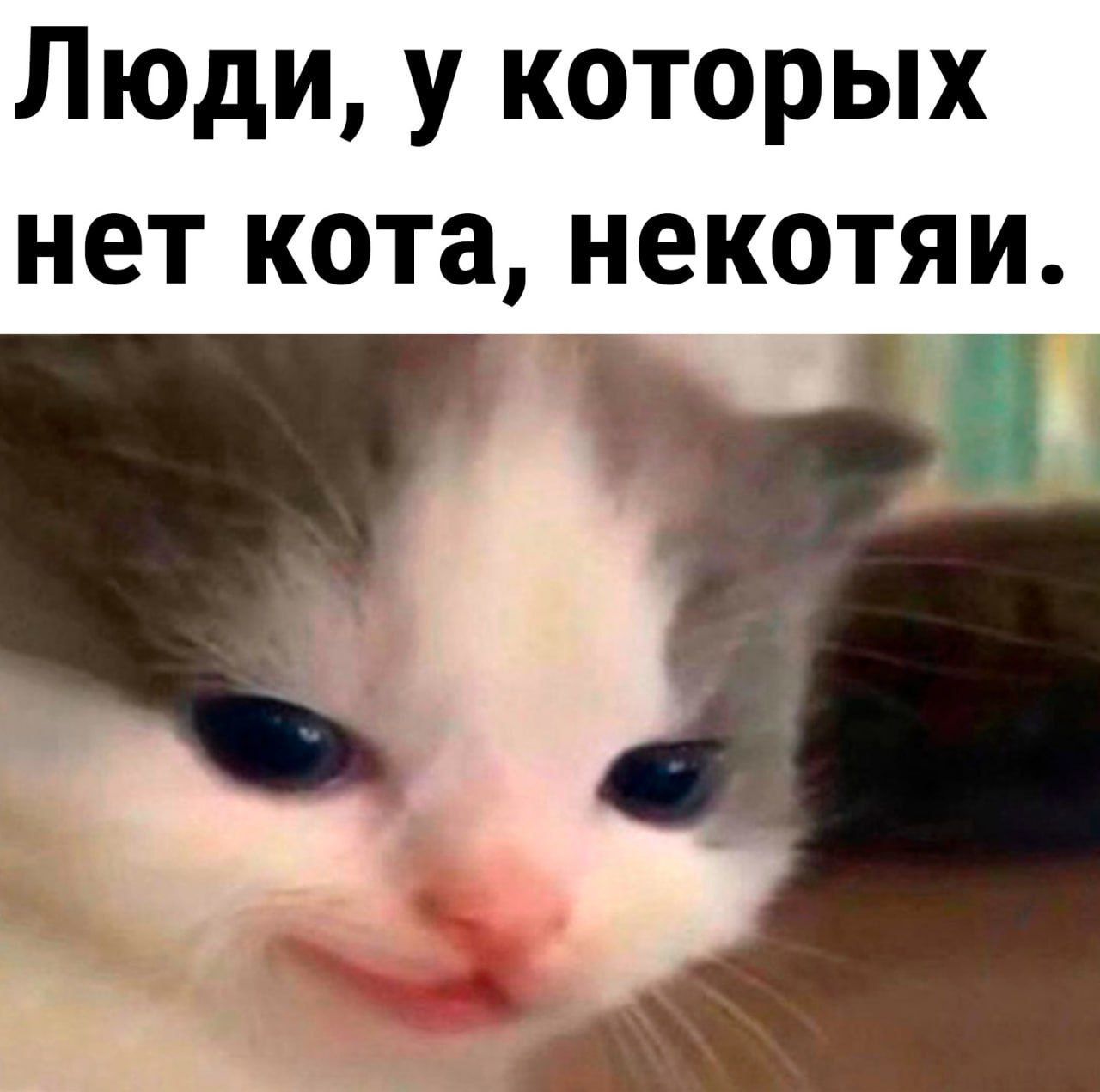 Люди у которых нет кота некотяи іі