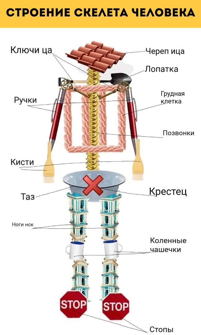 _ Череп ица Лопатка Поавоики ____К_рестец коленные чашечки