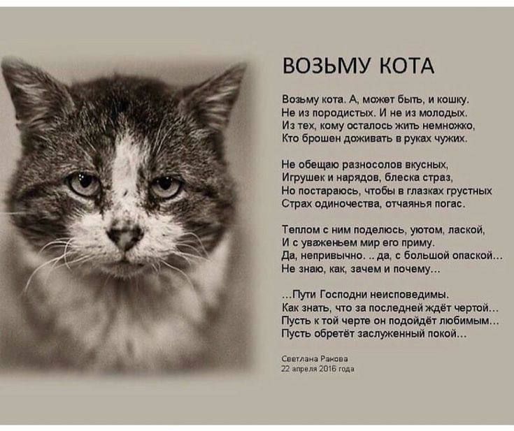 ВОЗЬМУ КОТА Він пу щ и т и т ш и а _ т тут щ вт пап шипа и эти вич типы Тишин ишщ мм и и щ и ты ммм щ щ ГМИ Гикммпи кпп шмн и ми щ ти тп чип мм мм тт в ым