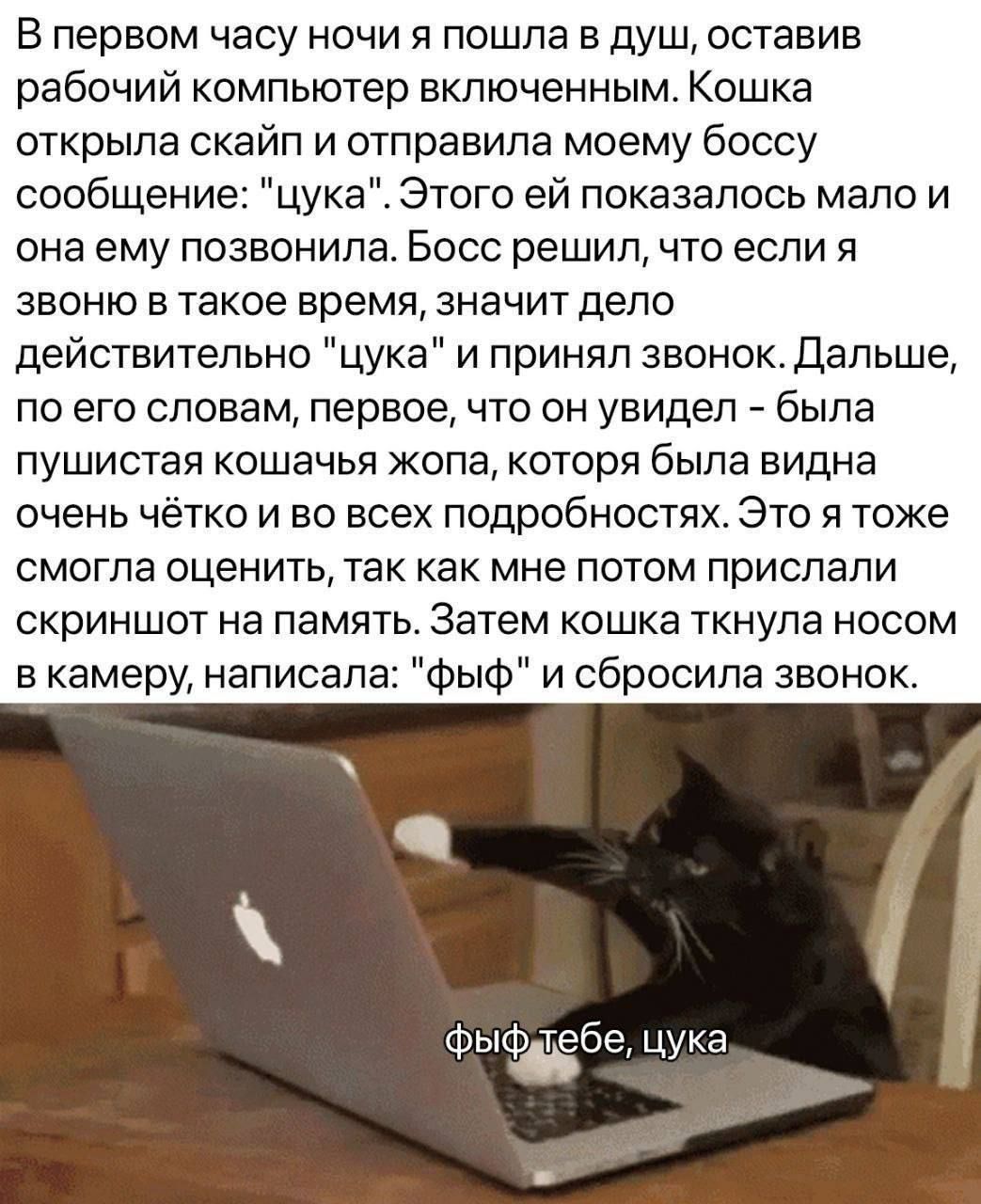 В первом часу ночи я пошла в душ оставив рабочий компьютер включенным Кошка открыла скайп и отправила моему боссу сообщение цука Этого ей показалось мало и она ему позвонила Босс решил что если я звоню в такое время значит депо действительно цука и принял звонокдальше ПО ЭГО СПОЕЗМ Первое ЧТО ОН увидел была пушистая кошачья жопа которя была видна очень чётко и во всех подробностях Это я тоже смогл