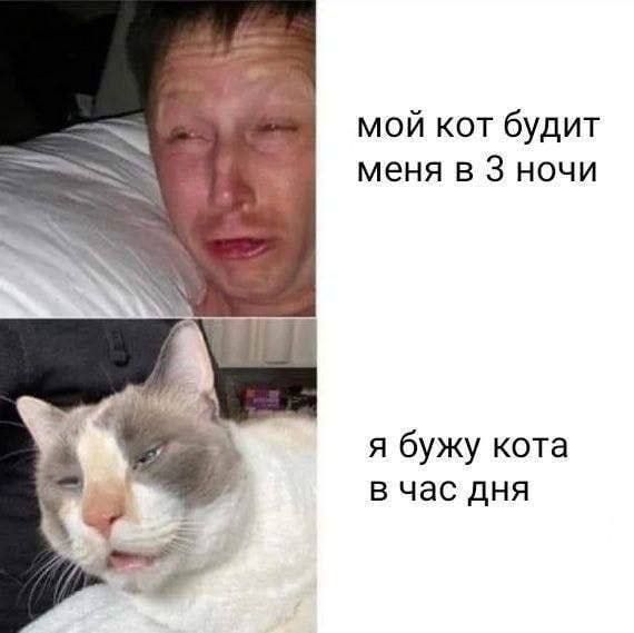 мой кот будит меня в 3 ночи я бужу кота в час дня