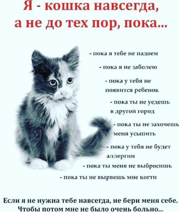 я кошка навсегда а не до тех пор пока _ и тебе не пыщ пох и не нашло по у чеби пе появтся ребенок пока ты на услшш алг уп три пикд пе японец и ты пика у т бушг м по ц пи шропмш пока ты не ырпсшь шс копи Если и не нужна тебе навсегда не бери мени сем Чтобы потом мне не было очень Больц