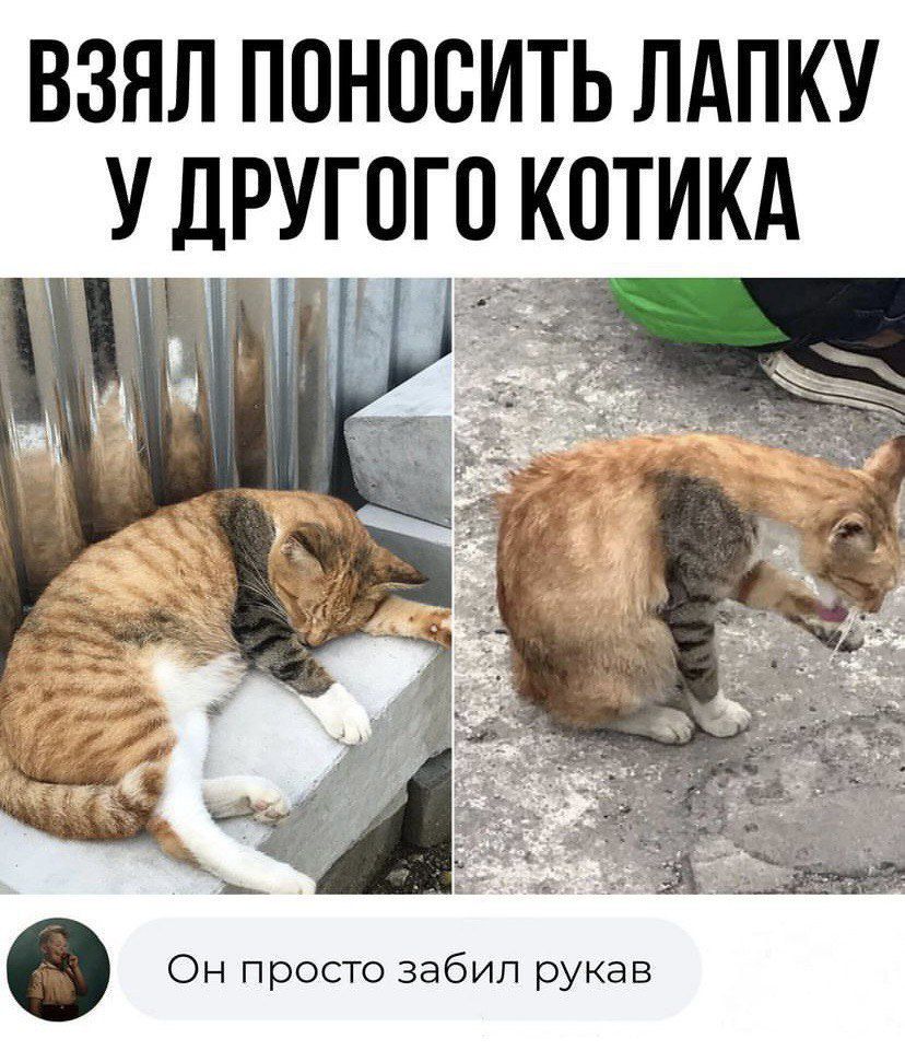 ВЗЯЛ ППНПСИТЬ ЛАПКУ У ДРУГОГО КПТИКА