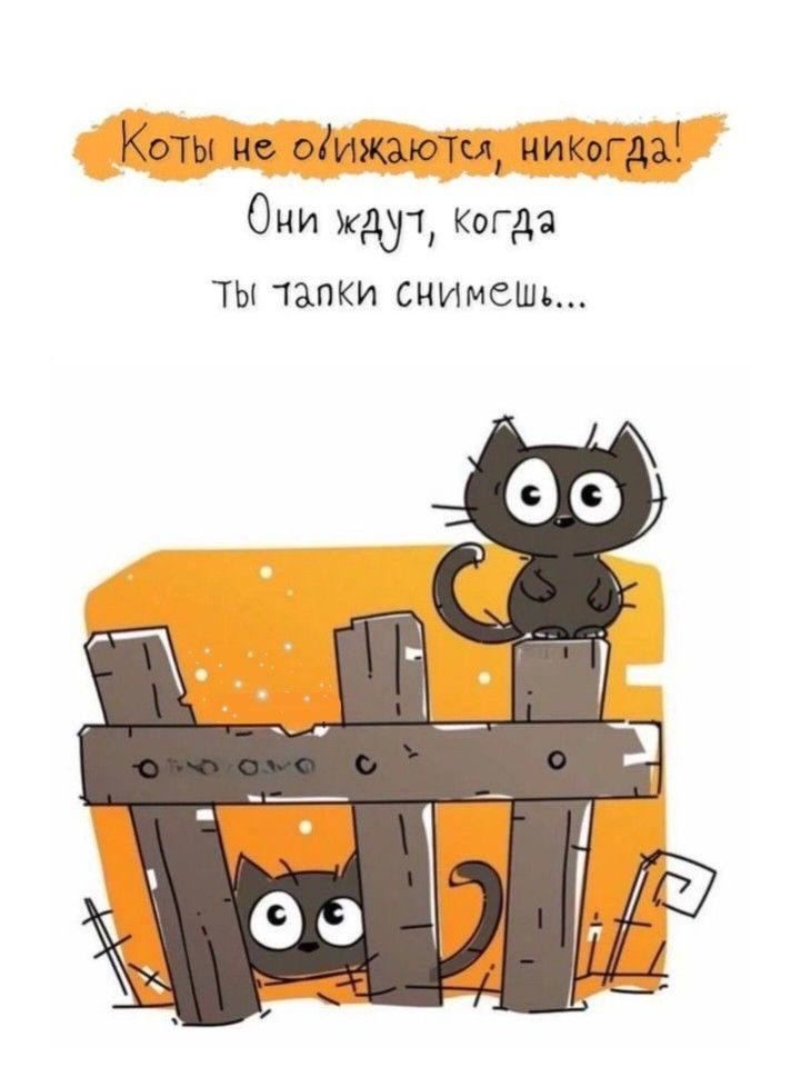 Коты но отжаютм нИКогдаЁ Они жду Когда ты чапки снимать